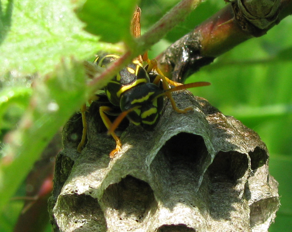 Polistes associus.